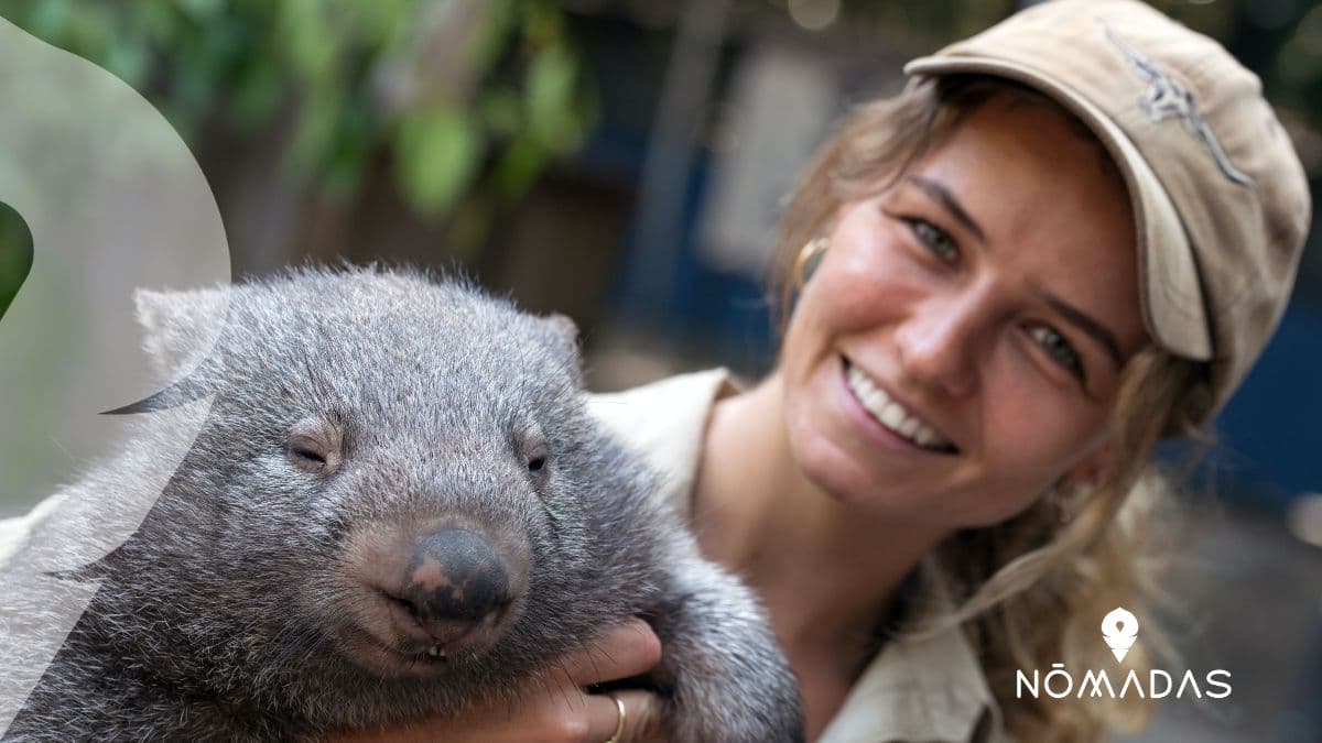 Wombat australiano